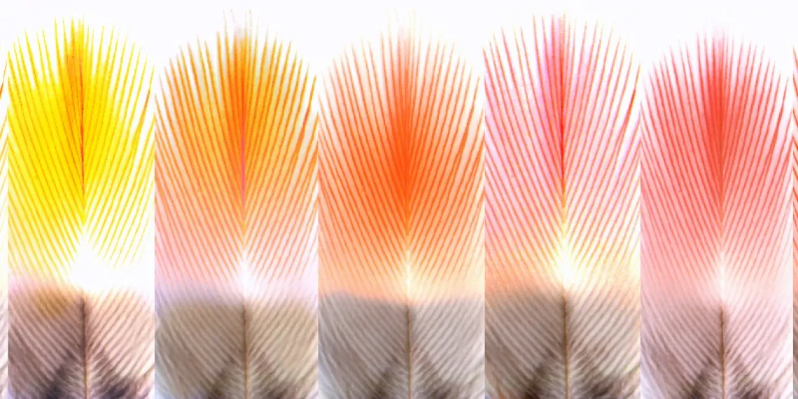 Bridges and boundaries in evolution